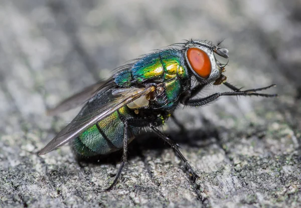 Sinek Makro Yakın Çekim Kelebek Cyclorrhapha Alt Sınırının Bir Sineğidir Telifsiz Stok Imajlar
