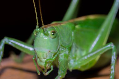 Bir çekirgenin makro fotoğrafı. Çekirge.