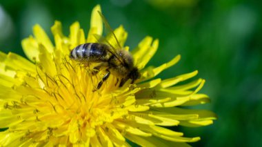 Hoverfly Marmolada (Episyrphus balteatus). Makro.