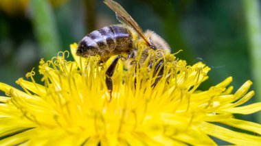 Hoverfly Marmolada (Episyrphus balteatus). Makro.