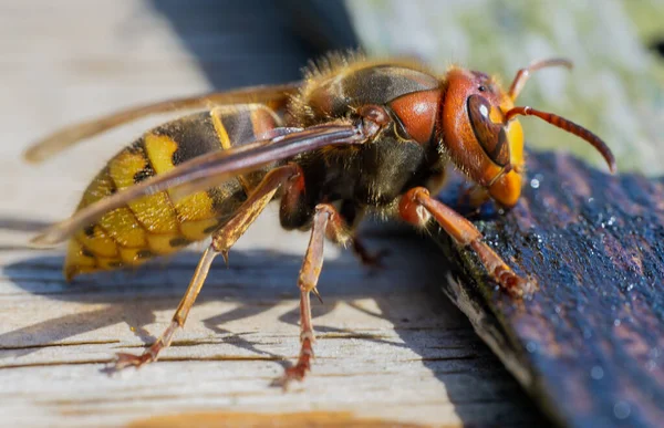Avrupa eşek arısı Latince Vespa yengeci. Macro.