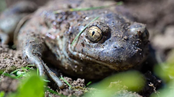 Vanlig Groda Rana Temporaria Art Amfibie Från Grodfamiljen Makro — Stockfoto