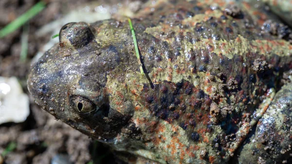 一般的なカエル Rana Temporaria カエル科の両生類の種 マクロ — ストック写真