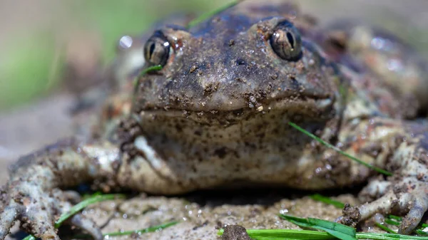 Żaba Zwyczajna Rana Temporaria Gatunek Płaza Rodziny Żab Makro — Zdjęcie stockowe