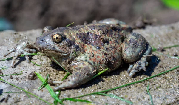 Gewone Kikker Rana Temporaria Een Amfibische Soort Uit Familie Van — Stockfoto