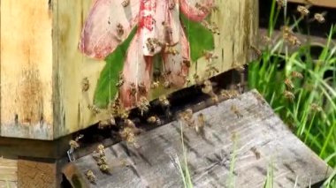 Arılar arı kovanında uçuyor. Arıcılık konsepti.