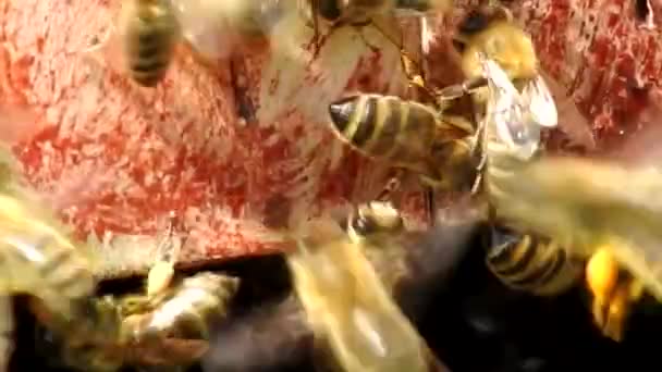 Abelhas a voar pela colmeia. Conceito de apicultura. — Vídeo de Stock
