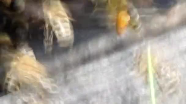 Abelhas a voar pela colmeia. Conceito de apicultura. — Vídeo de Stock