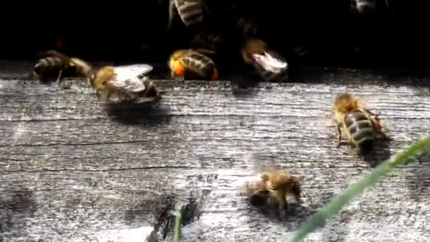 벌들은 벌통 주위를 날아 다닙니다. 양봉 개념. — 비디오