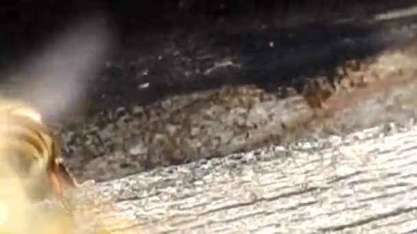 Des abeilles volent autour d'une ruche. Concept apicole. — Video