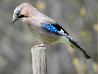 Garrulus glandarius Eurasian jay, jay, palamut jay - Avrasya ve Kuzey-Batı Afrika 'da yaşayan, karga familyasından bir kuş çapına sahip bir tür. Harika.