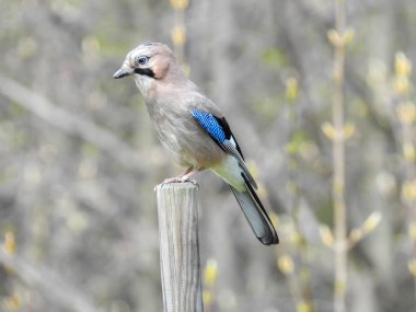 Garrulus glandarius Eurasian jay, jay, palamut jay - Avrasya ve Kuzey-Batı Afrika 'da yaşayan, karga familyasından bir kuş çapına sahip bir tür. Harika.