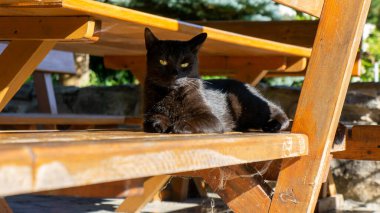 Kara kedi. Avrupa ırkı. Dachowiec.