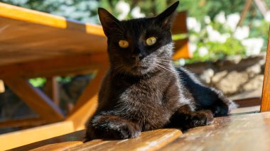 Kara kedi. Avrupa ırkı. Dachowiec.