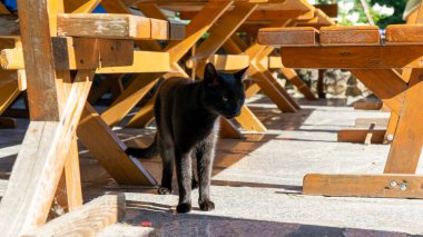 Kara kedi. Avrupa ırkı. Dachowiec.