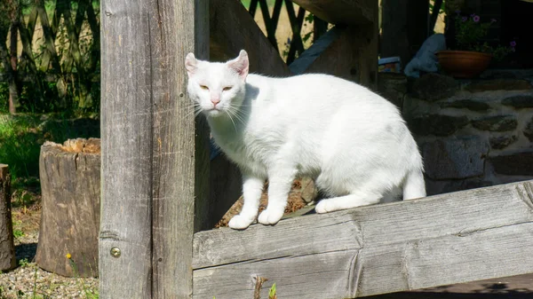 Weiße Katze Europäisches Rennen Dachowiec — Stockfoto