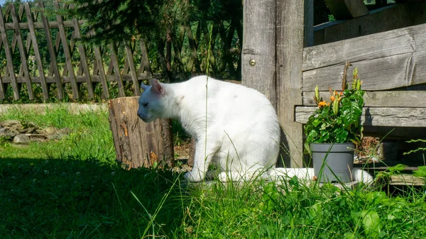 Witte Kat Europees Ras Dachowiec — Stockfoto