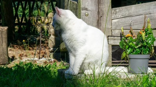 Gato Branco Raça Europeia Dachowiec — Fotografia de Stock