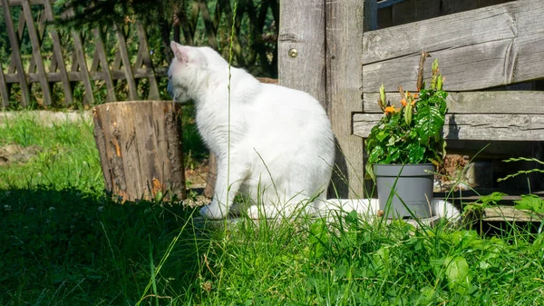 Vit Katt Europeisk Ras Dachowiec — Stockfoto