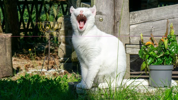 Bílá Kočka Evropská Rasa Dachowiec — Stock fotografie