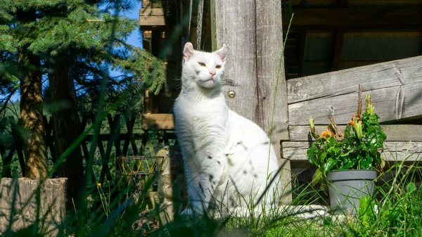 Gato Branco Raça Europeia Dachowiec — Fotografia de Stock