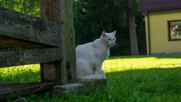 Bílá Kočka Evropská Rasa Dachowiec — Stock fotografie