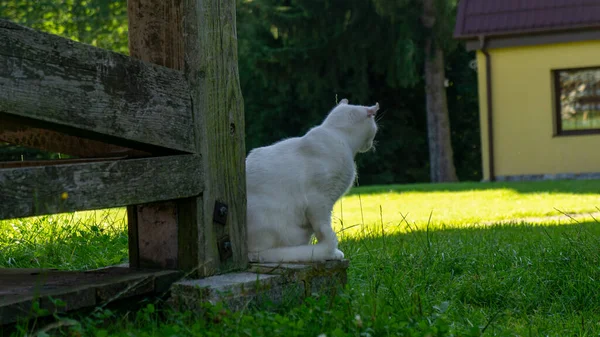 Vit Katt Europeisk Ras Dachowiec — Stockfoto