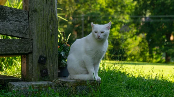 Λευκή Γάτα Ευρωπαϊκή Φυλή Νταχοβίεκ — Φωτογραφία Αρχείου