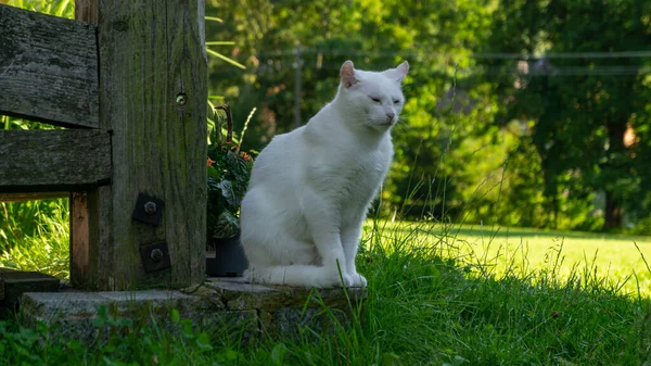 Gato Branco Raça Europeia Dachowiec — Fotografia de Stock