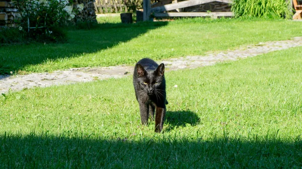Schwarze Katze Europäisches Rennen Dachowiec — Stockfoto