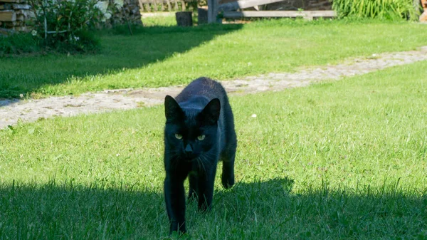 Schwarze Katze Europäisches Rennen Dachowiec — Stockfoto