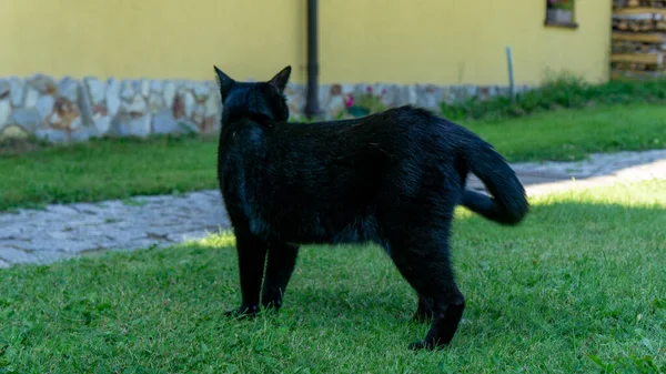 Gato Negro Raza Europea Dachowiec — Foto de Stock