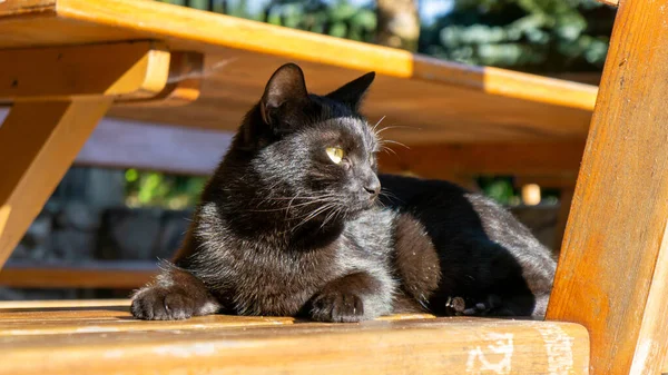 Μαύρη Γάτα Ευρωπαϊκή Φυλή Νταχοβίεκ — Φωτογραφία Αρχείου