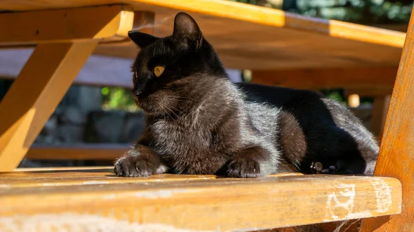 Μαύρη Γάτα Ευρωπαϊκή Φυλή Νταχοβίεκ — Φωτογραφία Αρχείου