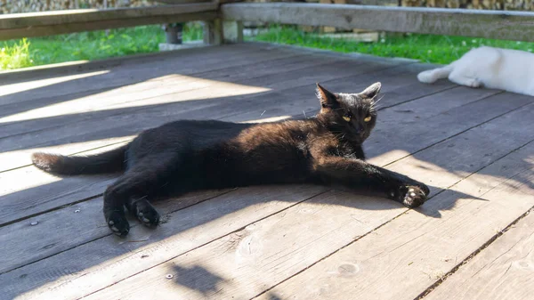 Schwarze Katze Europäisches Rennen Dachowiec — Stockfoto