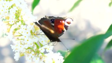 Küçük Kaplumbağa Kabuğu (Aglais Urticae L.) Avrasya 'nın renkli kelebeklerinden biridir.