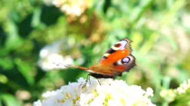 Küçük Kaplumbağa Kabuğu (Aglais Urticae L.) Avrasya 'nın renkli kelebeklerinden biridir.