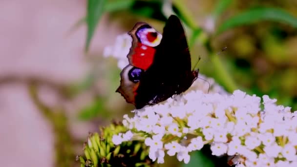 Μικρό Tortoiseshell Aglais Urticae Είναι Μια Πολύχρωμη Ευρασιατική Πεταλούδα — Αρχείο Βίντεο