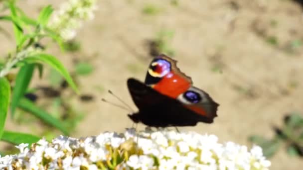 Μικρό Tortoiseshell Aglais Urticae Είναι Μια Πολύχρωμη Ευρασιατική Πεταλούδα — Αρχείο Βίντεο