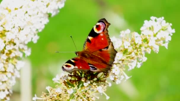 Μικρό Tortoiseshell Aglais Urticae Είναι Μια Πολύχρωμη Ευρασιατική Πεταλούδα — Αρχείο Βίντεο