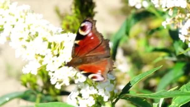 Pequena Tartaruga Aglais Urticae Uma Borboleta Eurasiática Colorida — Vídeo de Stock