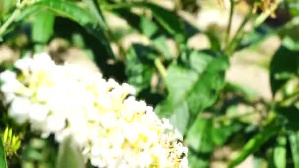 小さな亀甲 Aglais Urticae はカラフルなユーラシア蝶です — ストック動画
