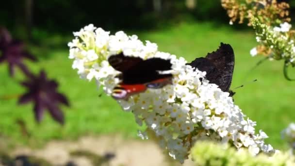 Der Kleine Schildkrötenpanzer Aglais Urticae Ist Ein Bunter Eurasischer Schmetterling — Stockvideo
