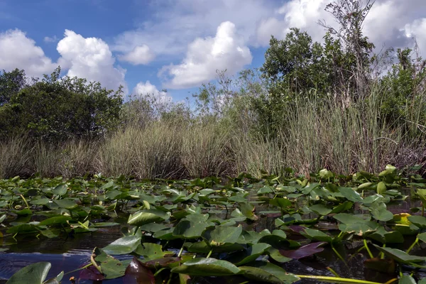 Everglades National Park in Florida — Stock Photo, Image