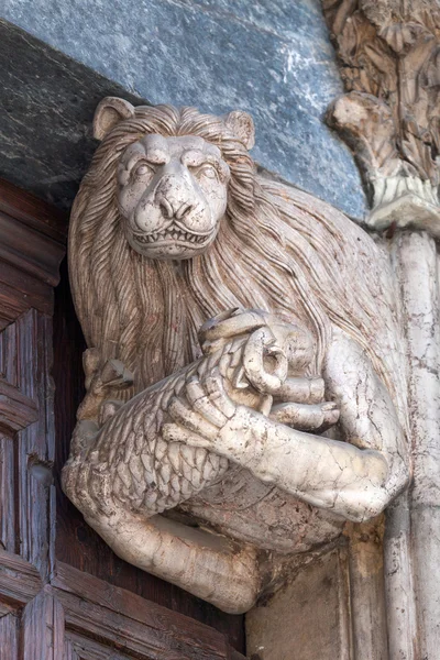 Leão segurando um cordeiro — Fotografia de Stock