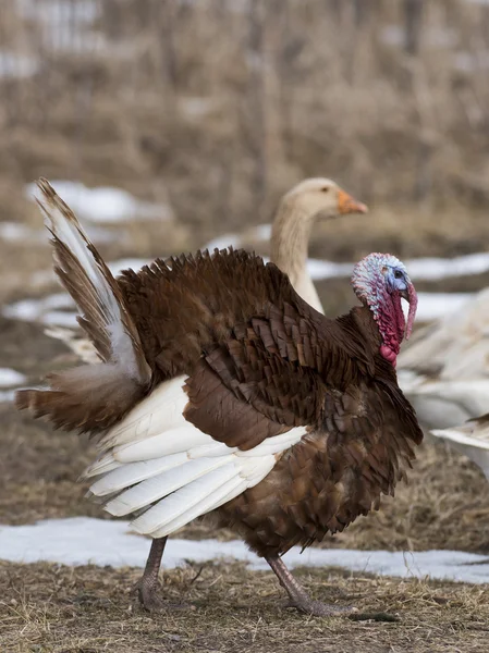 A strutting Bourbon Red Turkey with farm geese — Stock Photo, Image