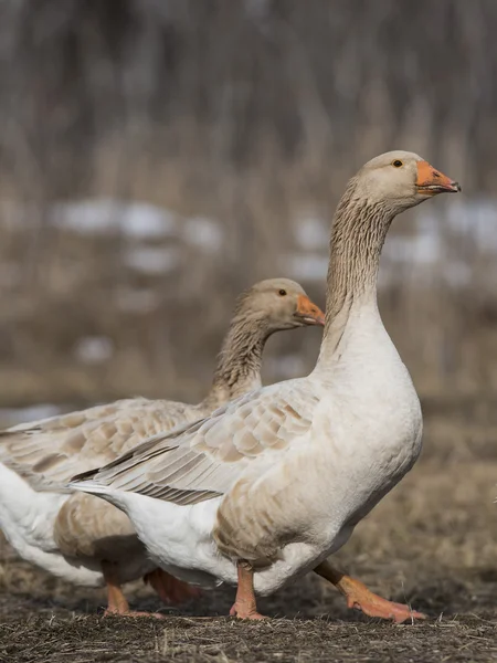 Grå Toulouse gäss — Stockfoto