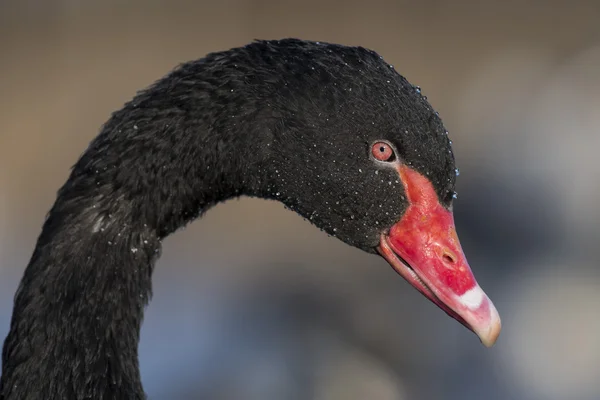 Cisne negro Primer plano — Foto de Stock