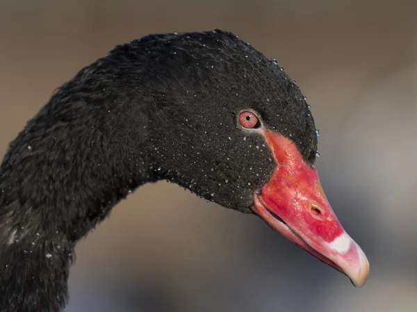 Cisne negro Primer plano — Foto de Stock