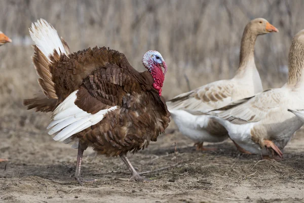 Ein stolzierender bourbonroter Truthahn mit Bauerngänsen — Stockfoto